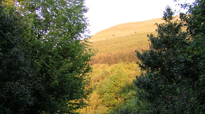 Trees on the Blorenge