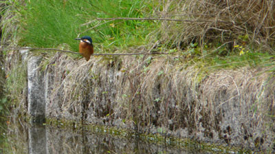 Kingfisher on the canal
