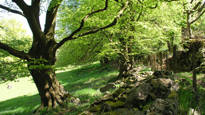 Trees on the Blorenge